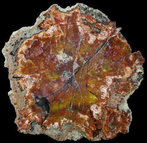 Brilliant, Polished Arizona Petrified Wood Slice - #45347
